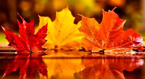 cute fall leaves wallpaper|fall leaves background free image.